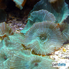 Discosoma sp. 'Green-striped' Green-striped Mushroom Coral
