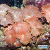 Discosoma sp. 'Spotted' Spotted Mushroom Coral