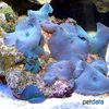 Discosoma sp. 'Blue' Blue Mushroom Coral