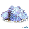 Discosoma sp. 'White-violet' White-violet Mushroom Coral