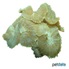 Discosoma sp. 'Green' Green Mushroom Coral