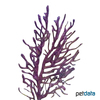 Paramuricea clavata Small-polyped Gorgonian