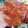 Gorgonia ventalina 'Red' Caribbean Sea Fan