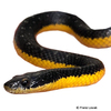 Erythrolamprus poecilogyrus Water Snake