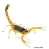 Hadrurus arizonensis Giant Hairy Scorpion
