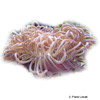 Condylactis doreensis 'Purple' Long Tentacle Anemone