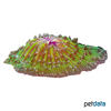 Lithophyllon repanda 'Green Red' Oval Mushroom Coral (LPS)