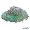 Lithophyllon repanda 'Green' Oval Mushroom Coral (LPS)