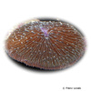 Lithophyllon repanda Oval Mushroom Coral (LPS)