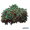 Heliofungia actiniformis 'Green Tip' Long Tentacle Plate Coral (LPS)