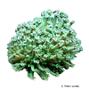 Goniopora djiboutiensis Sunflower Coral (LPS)