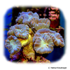 Goniastrea thecata Stony Coral (LPS)