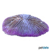 Fungia fungites 'Purple' Plate Coral (LPS)