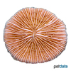 Fungia fungites 'Orange' Plate Coral (LPS)