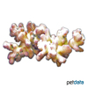 Porites porites Clubbed Finger Coral (SPS)