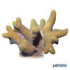Porites nigrescens Hump Coral (SPS)