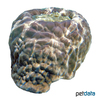 Porites lobata Lobe Coral (SPS)