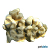 Porites evermanni Thick Finger Coral (SPS)