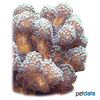 Porites divaricata Thin Finger Coral (SPS)