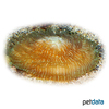 Pleuractis moluccensis Mushroom Coral (LPS)
