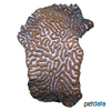 Platygyra acuta Lesser Valley Coral (LPS)