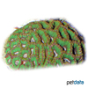 Paragoniastrea russelli Pineapple Coral (LPS)