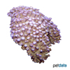 Goniopora sp. Flowerpot Coral (LPS)