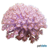Goniopora sp. Flowerpot Coral (LPS)