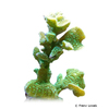 Pavona cactus 'Green' Cactus Coral (LPS)