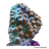 Turbinaria peltata Cup Coral (LPS)