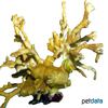 Porites deformis Pore Coral (SPS)