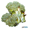Physogyra lichtensteini Pearl Bubble Coral Green (LPS)
