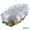 Physogyra lichtensteini Pearl Bubble Coral (LPS)