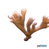 Psammocora contigua Branched Sandpaper Coral (SPS)