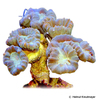 Astraeosmilia curvata Finger Coral (LPS)