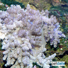 Capnella sp. 'Bali Tree' Bali Tree Coral