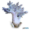 Capnella imbricata Kenya African Tree