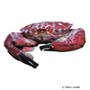 Etisus splendidus Reef Crab