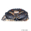 Actaeodes tomentosus Mud Crab