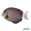 Acanthurus nigricauda Epaulette Surgeonfish