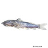 Chiloglanis cameronensis Cameroon Suckermouth Catfish