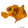 Antennarius biocellatus Brackish-water Frogfish