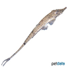 Hemiodontichthys acipenserinus Knobnose Whiptail Catfish
