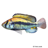 Haplochromis paropius Paropius Mouthbrooder
