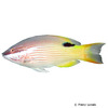 Bodianus albotaeniatus Hawaiian Hogfish