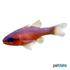 Apogon imberbis Cardinalfish