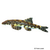 Vanmanenia hainanensis Lizard Fish