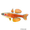 Pseudomugil luminatus Red Neon Rainbowfish