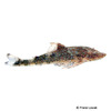 Parotocinclus eppleyi Eppley Catfish