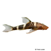 Nannoptopoma sp. 'Peru 1' Robocop Catfish